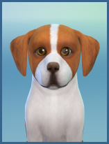 ansehen English Foxhound Gent Welpe